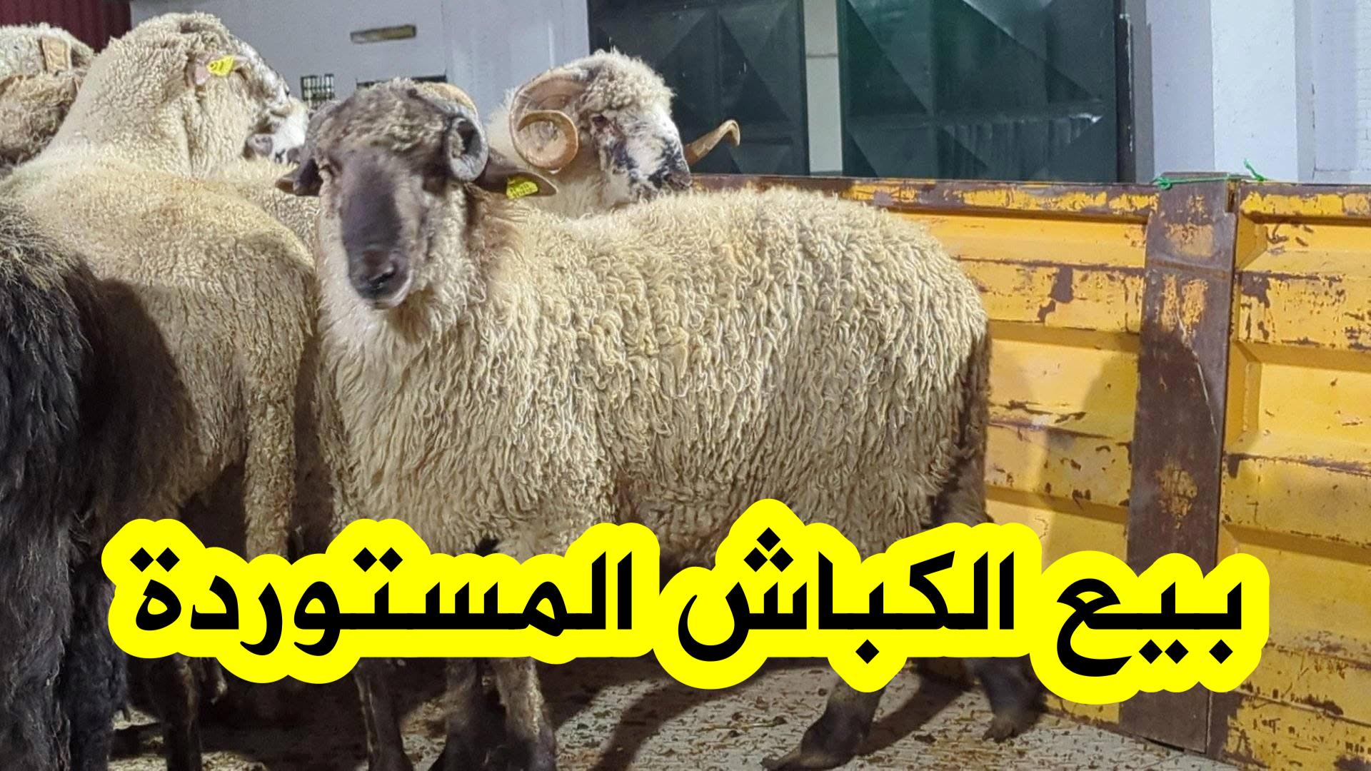 الكباش المستوردة